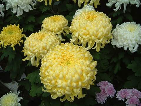 大菊