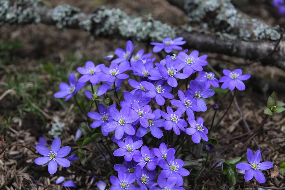 雪割草(ミスミソウ)